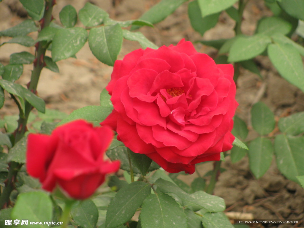 月季花