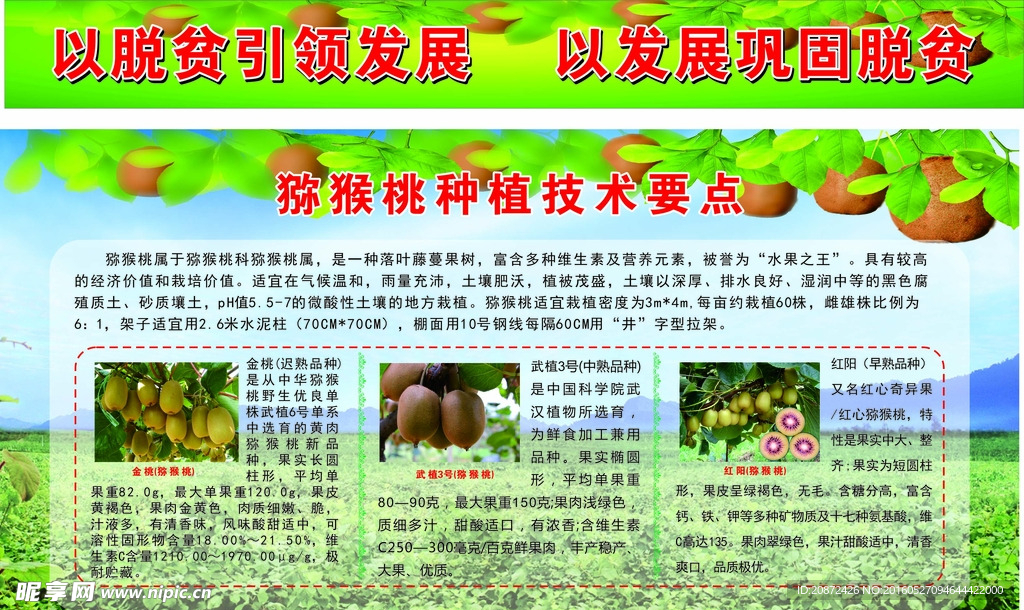 猕猴桃技术要点