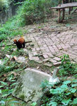 小熊猫