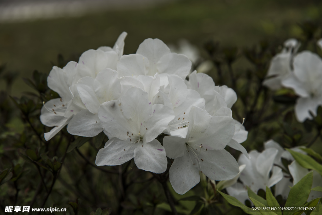 栀子花