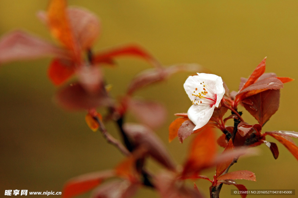 李花