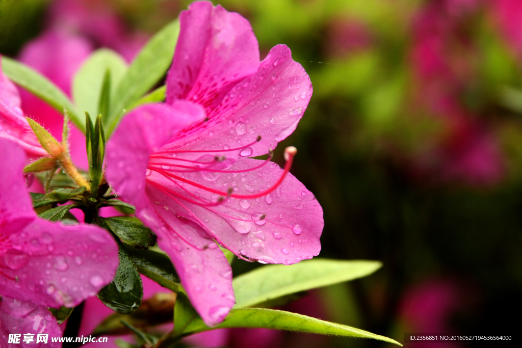 杜鹃花