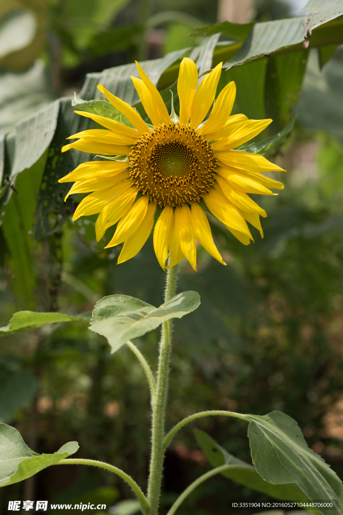 葵花 向日葵