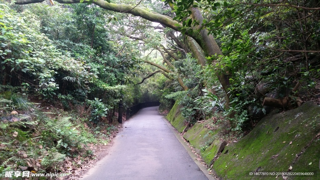 登山道