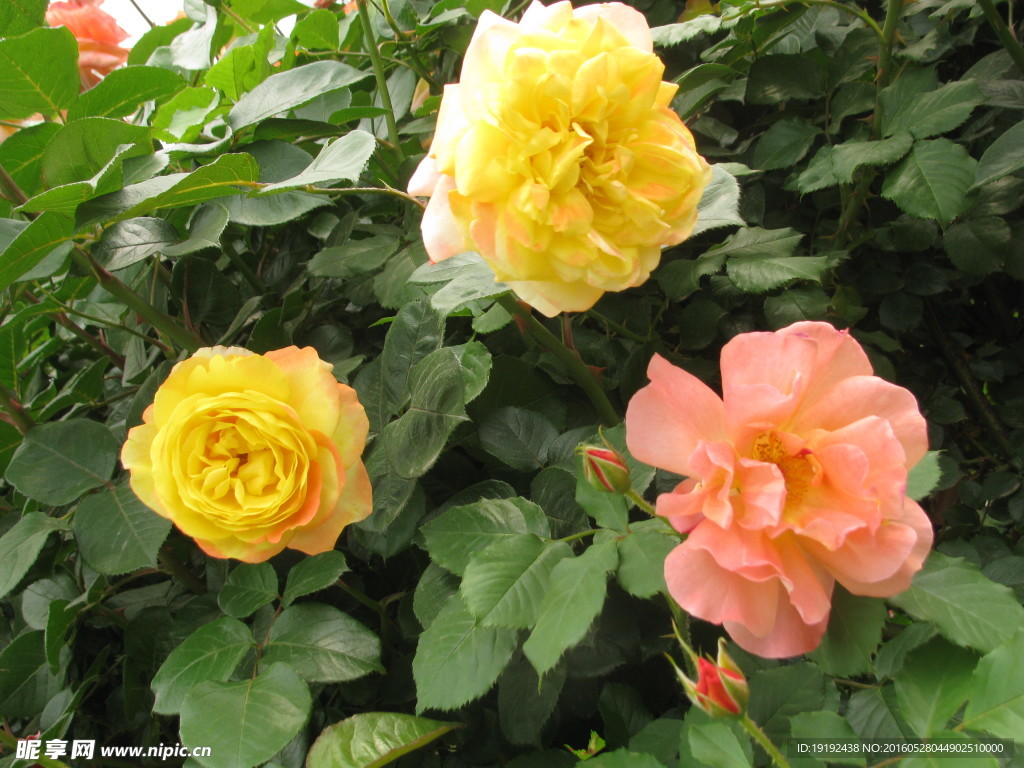 月季花