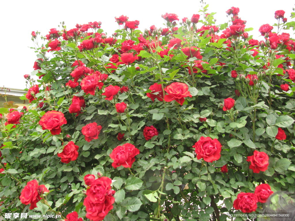 月季花