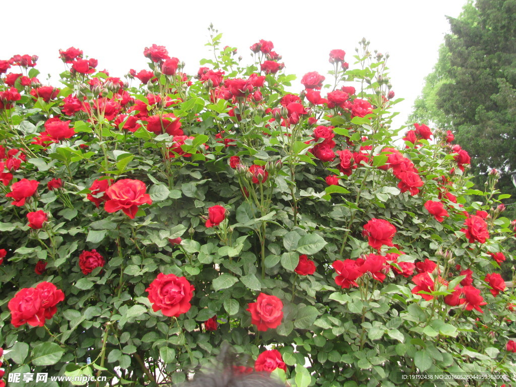月季花