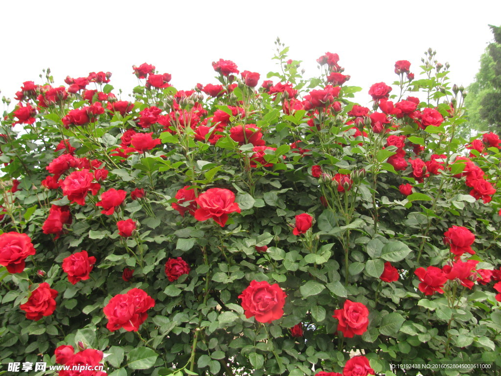 月季花