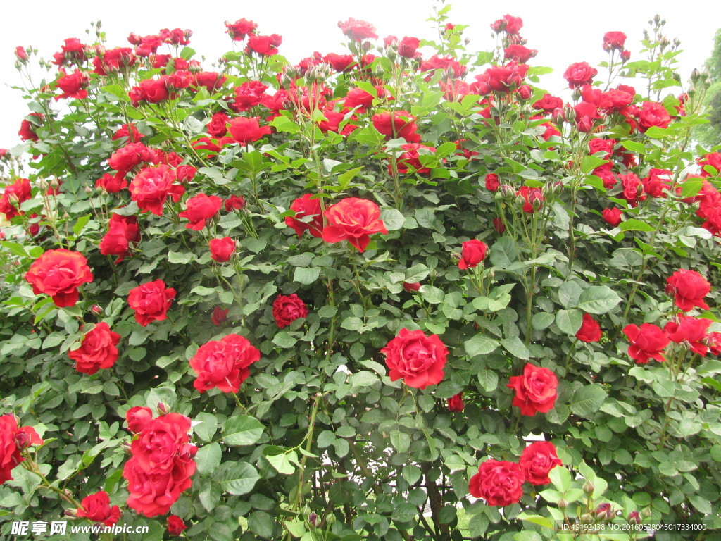 月季花