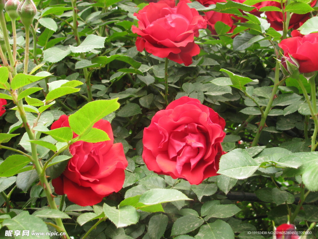 月季花