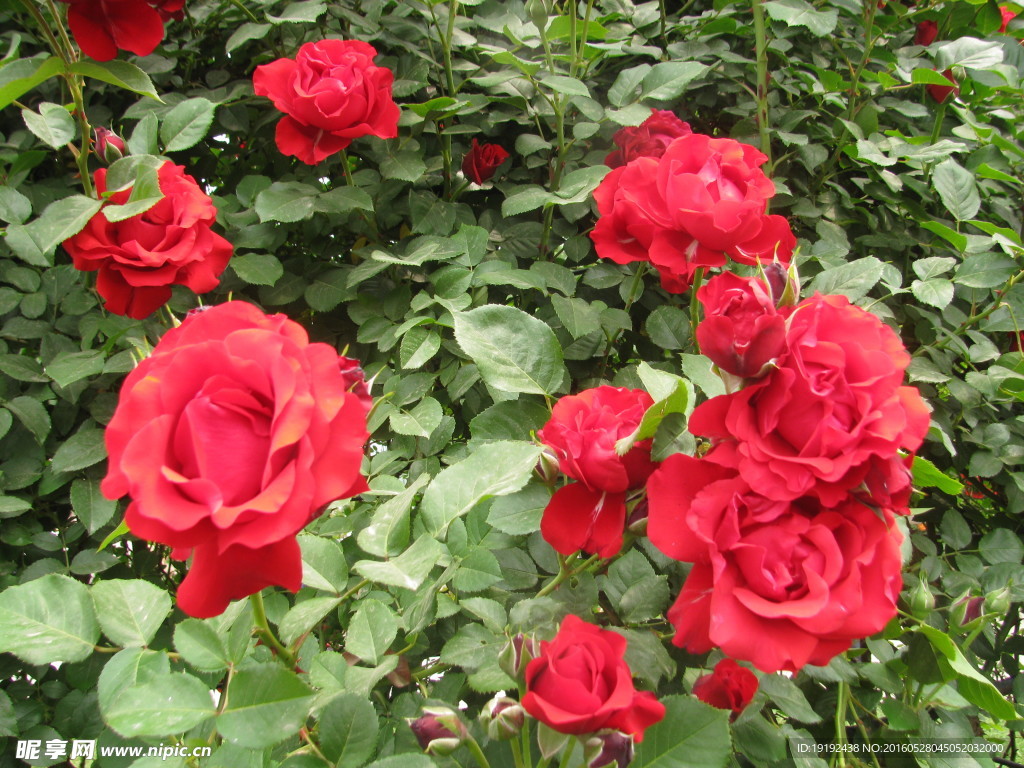 月季花