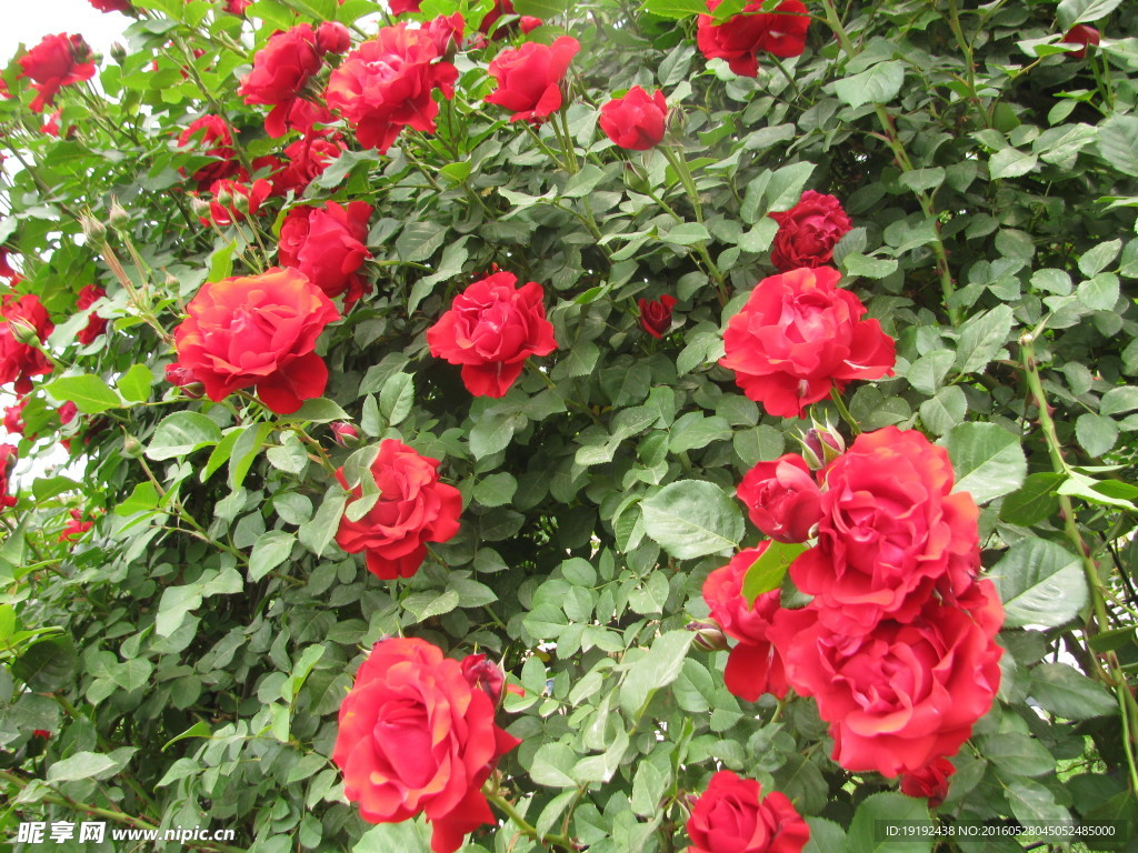 月季花