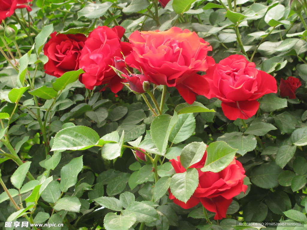 月季花