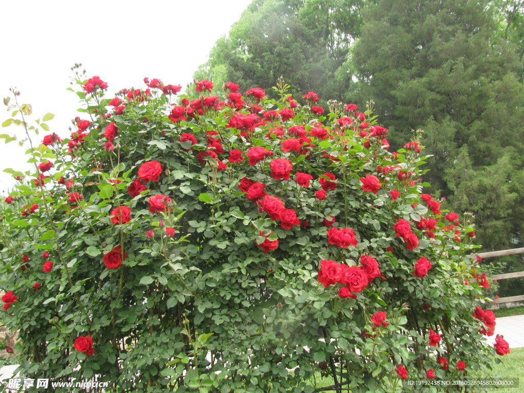 月季花
