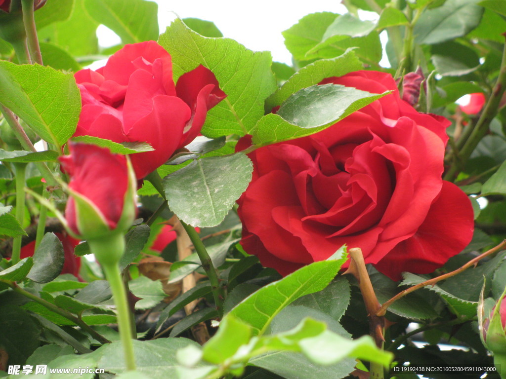 月季花