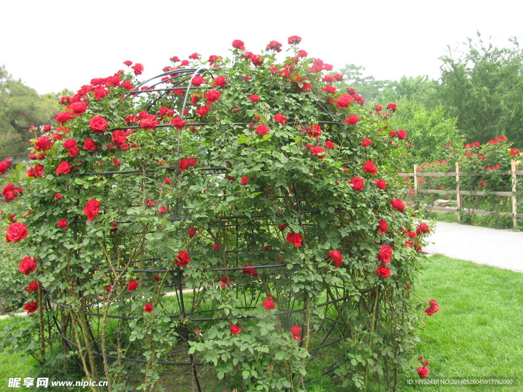 月季花