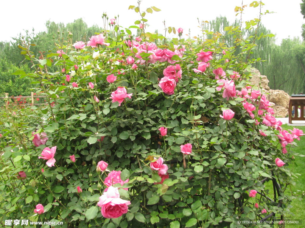 月季花