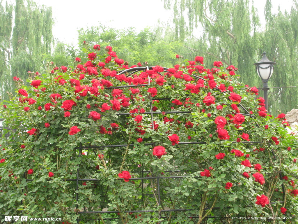 月季花