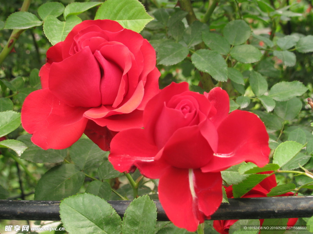 月季花