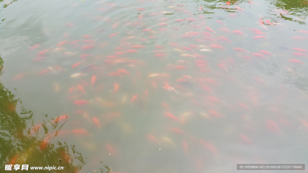 水里的鲤鱼