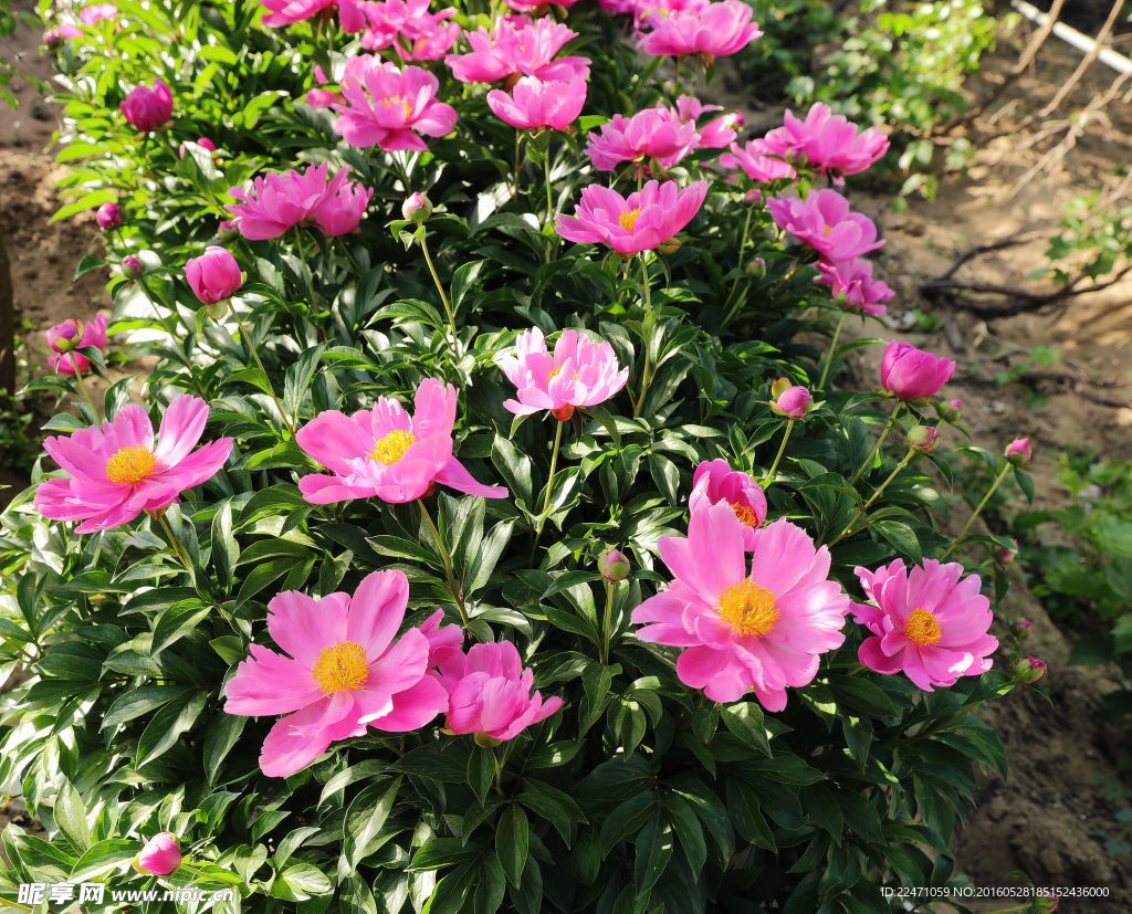 芍药花