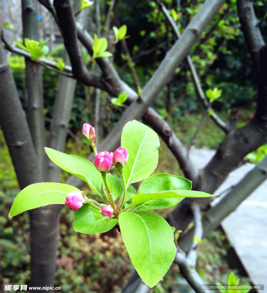 桃花
