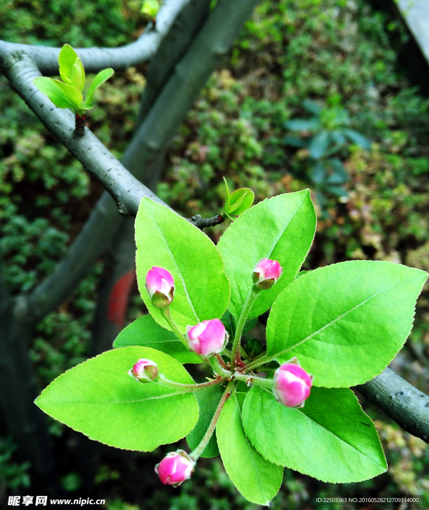 桃花