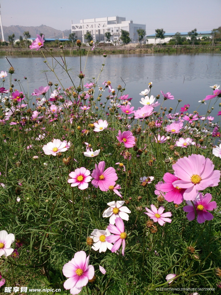 波斯菊花丛