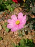 波斯菊