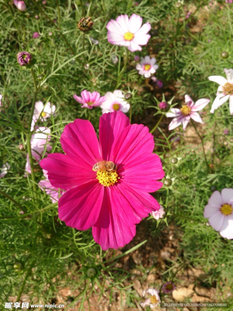 波斯菊