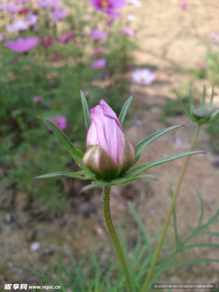 波斯菊花蕾