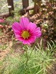 波斯菊
