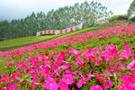 漳州十里蓝山花海