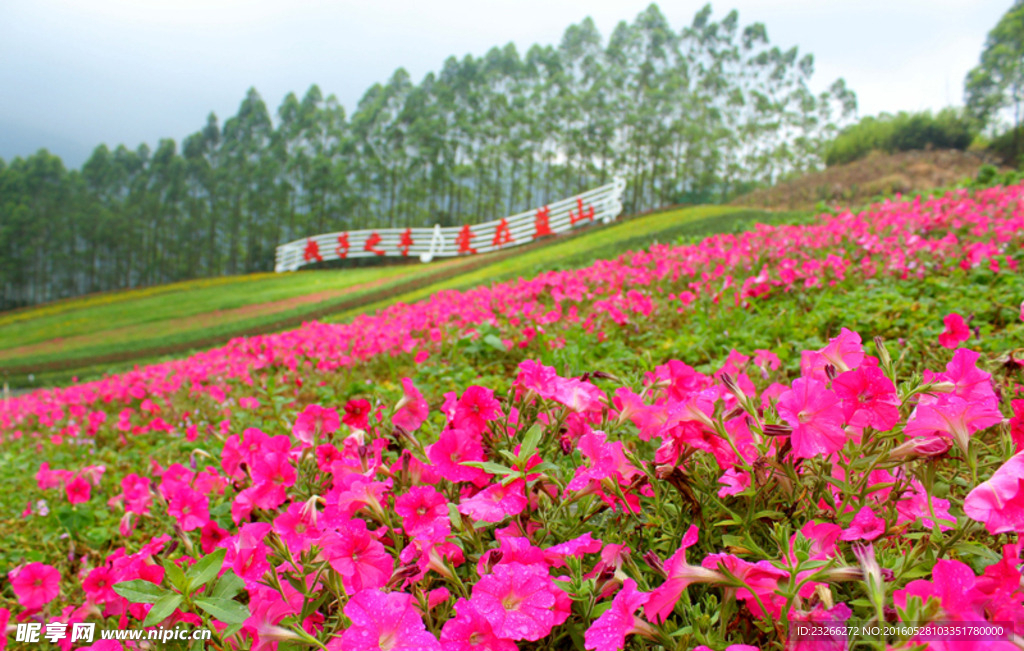 漳州十里蓝山花海