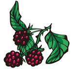 山莓