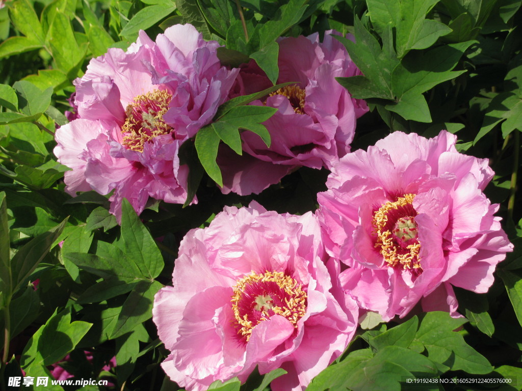牡丹