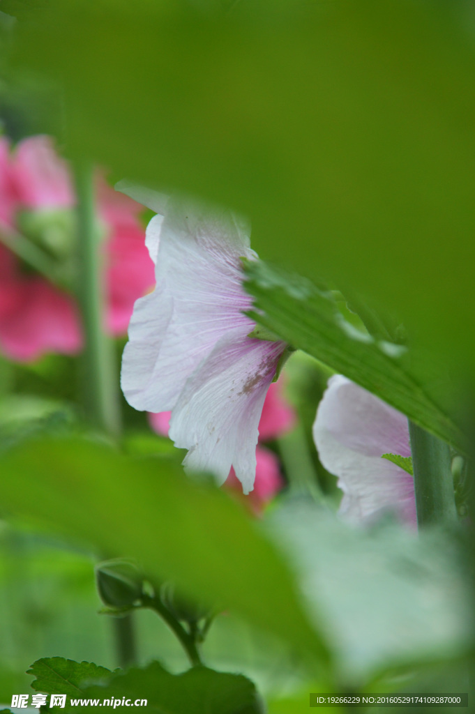 蜀葵