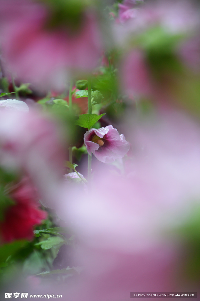 蜀葵
