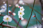 梅花