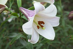 百合花