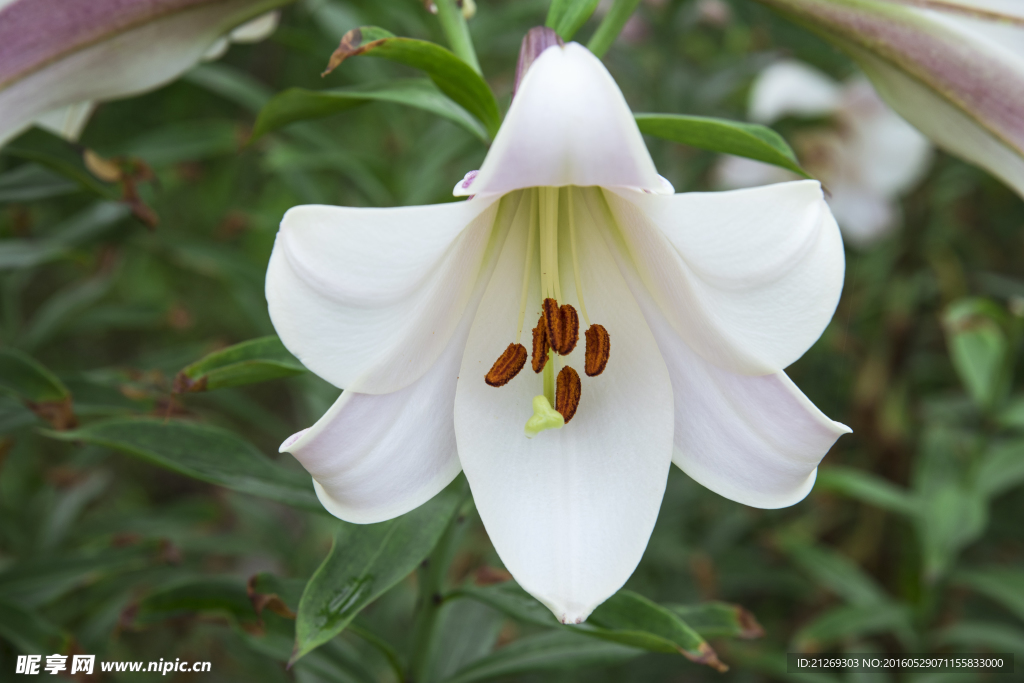 百合花