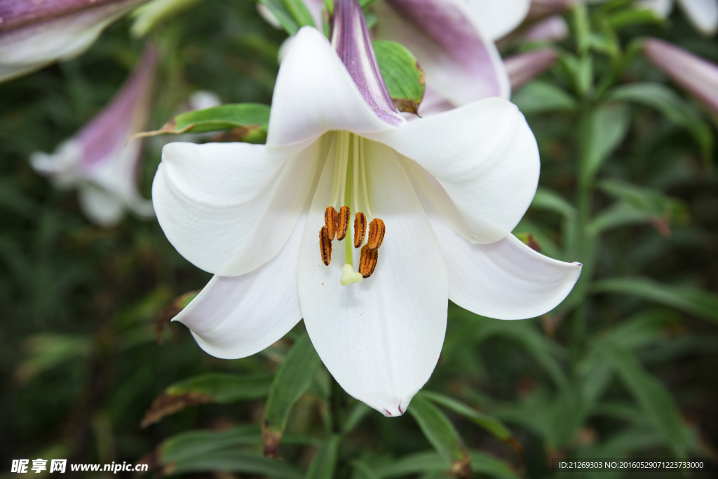 百合花