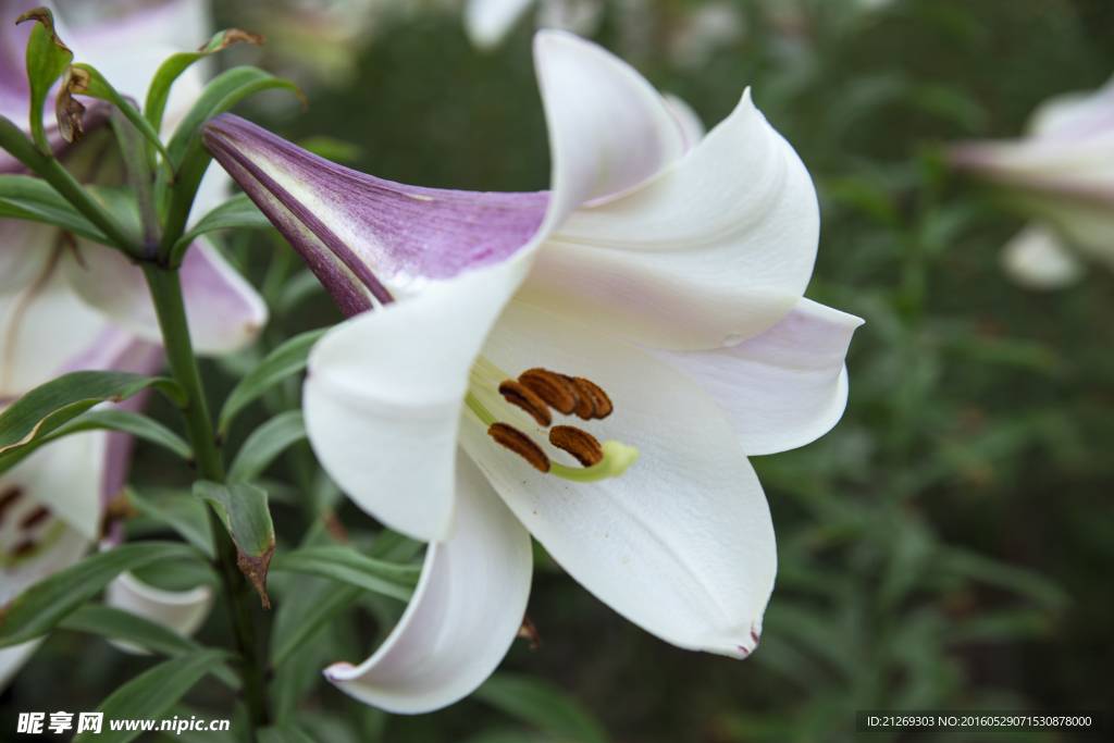 百合花