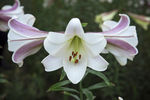 百合花