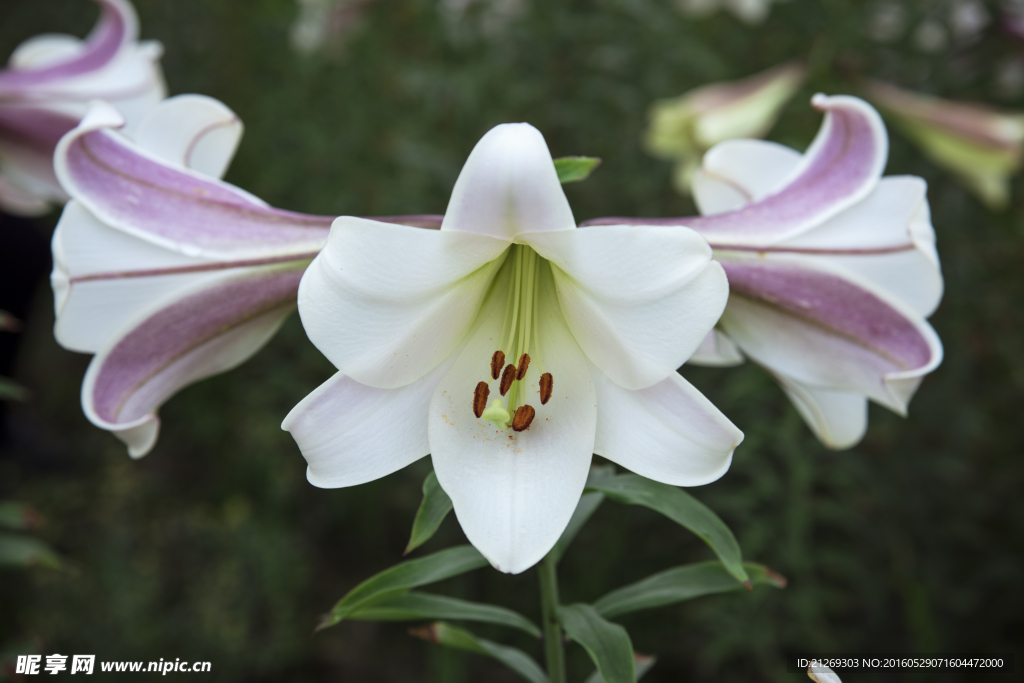 百合花