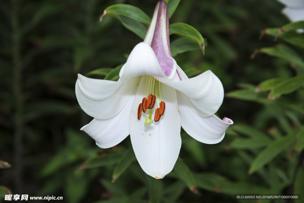 百合花