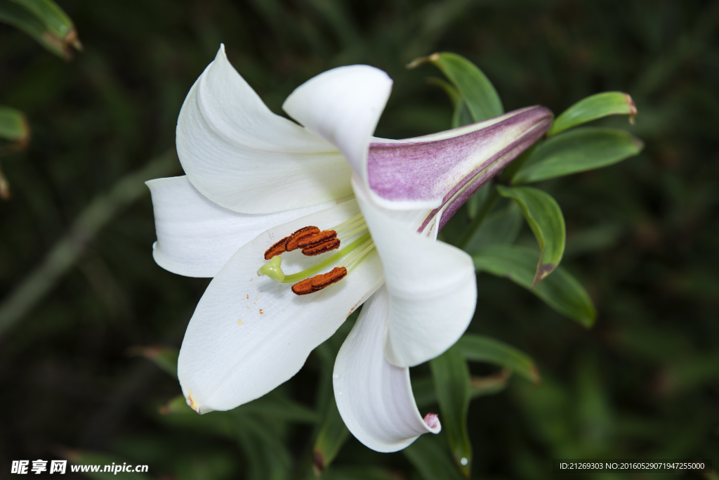 百合花