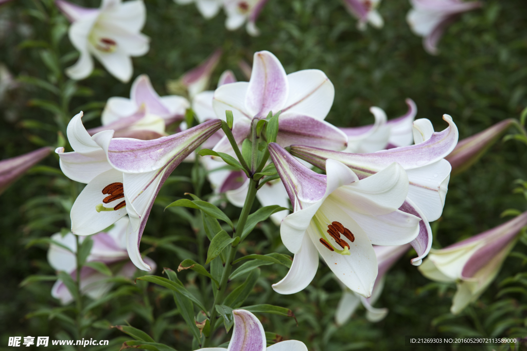 百合花