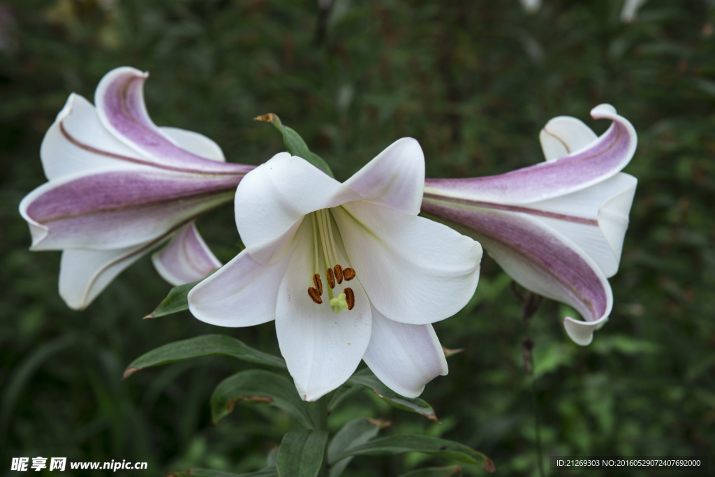 百合花