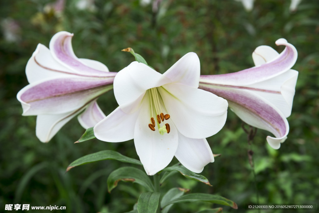 百合花